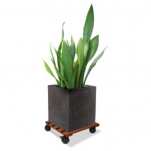 18536 - pot trolley square - merbau (with plant)1